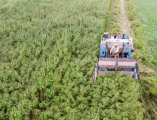 USDA Easing Rules on Hemp ‘Hot’ Crops