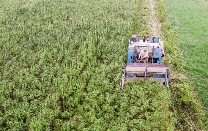USDA Easing Rules on Hemp ‘Hot’ Crops
