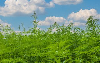 The Domestic Hemp Production Regulation Timeline To Date