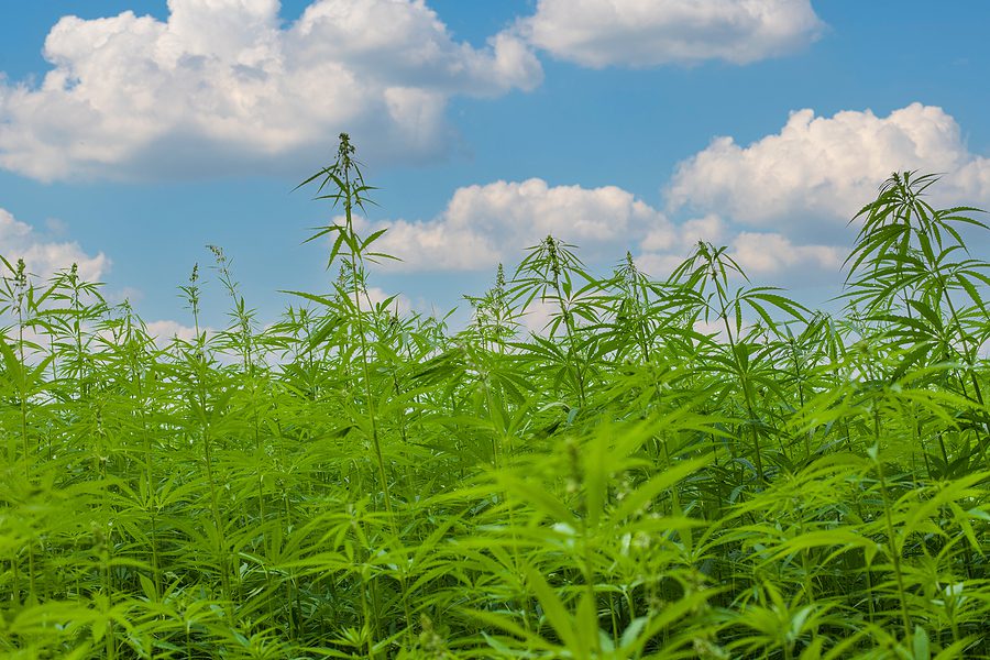 The Domestic Hemp Production Regulation Timeline To Date